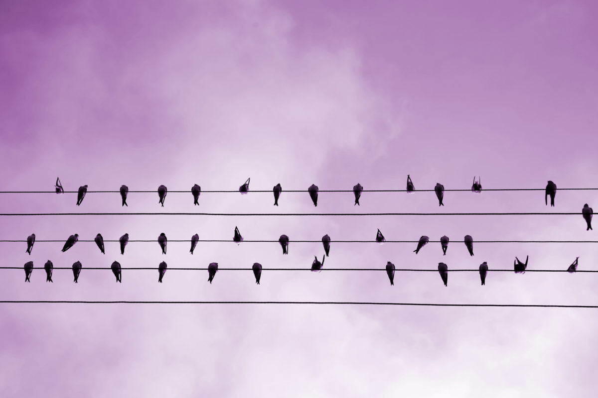 Birds resting on electrical cable